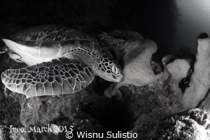 Sleeping Turtle by Wisnu Sulistio 